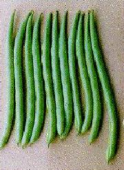 Picture of French Bean