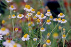 camomile.jpg (5597 bytes)