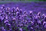 lavender.jpg (6293 bytes)
