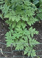 myrhh.jpg (14204 bytes)