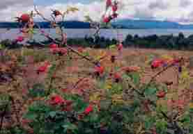 rosehip.jpg (25033 bytes)