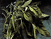 Picture of Bayam (Chinese Spinach)