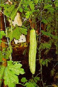 Picture of Bitter Gourd Plant