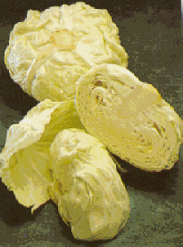 Picture of Cabbage