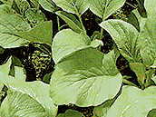 Picture of Choy Sum