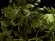 Picture of Coriander