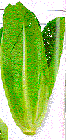 Picture of Row of Cos Lettuce