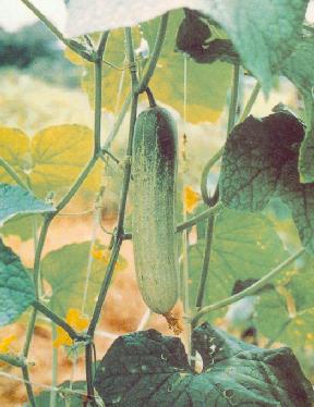 Picture of Cucumber