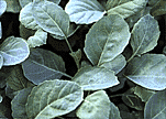 Picture of Kailan