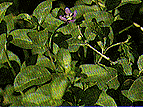 Picture of Kow Kee
