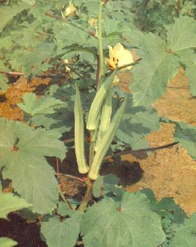 Picture of Lady Finger