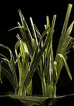 Picture of Leek