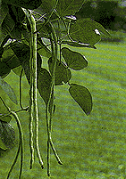 Picture of Long Bean