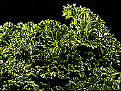 Picture of Parsley