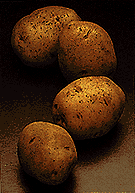 Picture of Potato