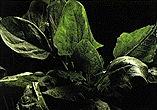 Picture of English Spinach