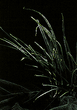 Picture of Spring Onion