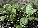 Picture of Tung Hoe (Garland Chrysanthemums)