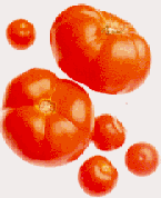 Picture of Tomatoes