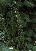 Picture of Winged Bean